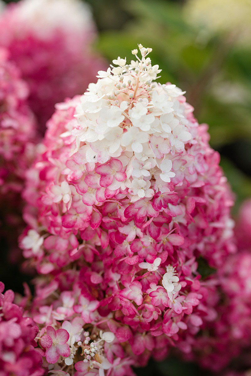 Hydrangea paniculata Living Red Velvet®